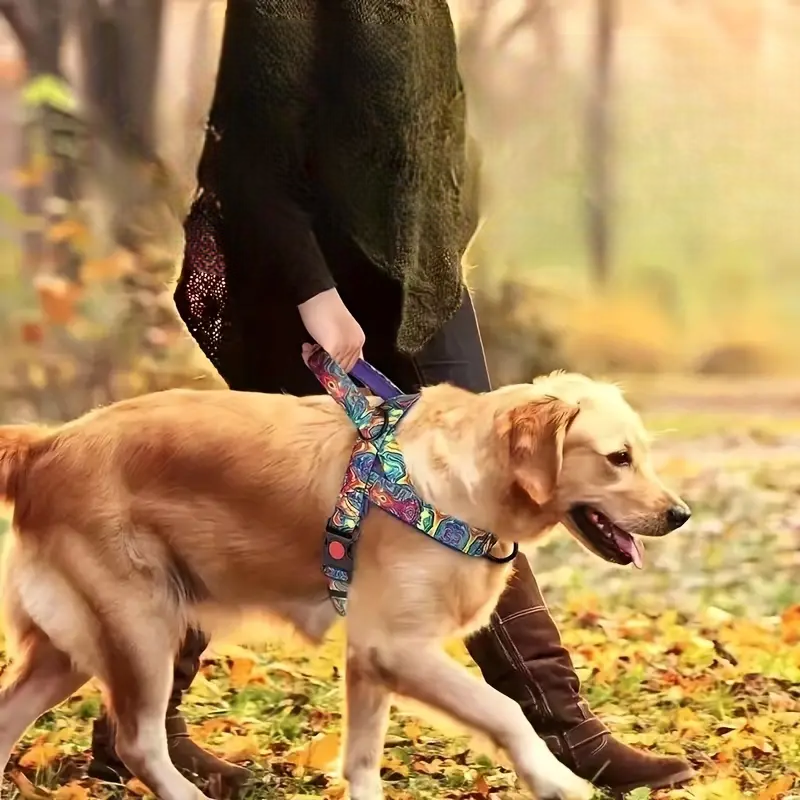 harnais pour chien violet promenade sortie marche foret