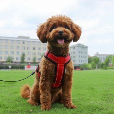 harnais pour petit chien couleur rouge sortie plein air