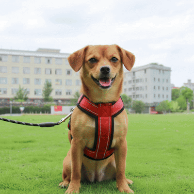 harnais pour petit chien plusieurs couleurs