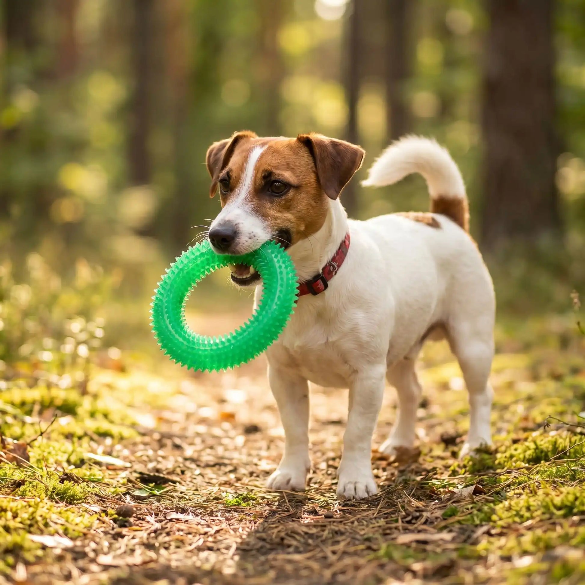 jouet chien couleur vert chiot amusement exterieure sentier foret