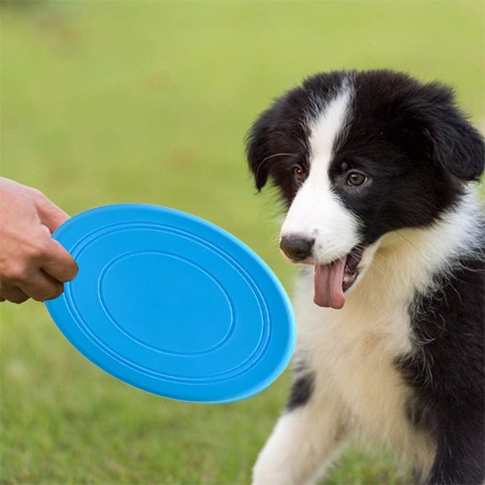 jouet chien frisbee disque volant bleue exterieur