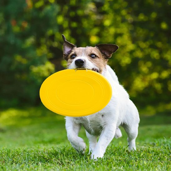 jouet chien frisbee disque volant jaune exterieur