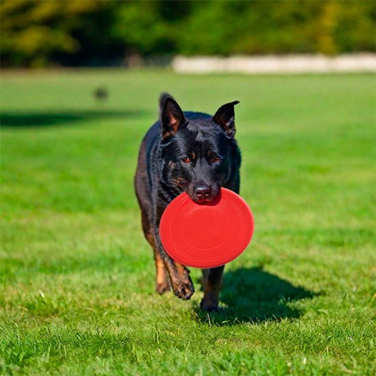 jouet chien frisbee disque volant rouge exterieur