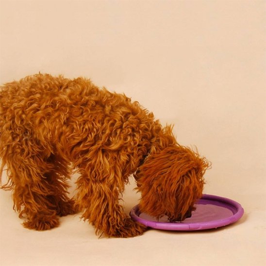 Jouet chien-sable-disque-volant-Frisbee-plage