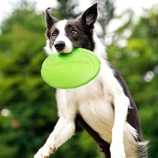 jouet-chien-Violette-courir-disque-volant-Frisbee-