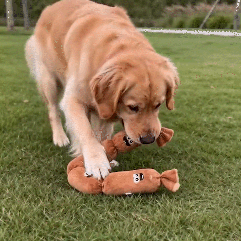 jouet pour chien brun exterieur