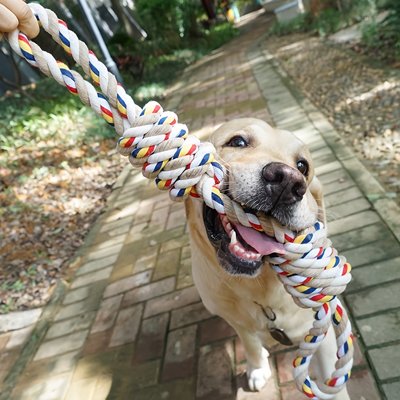 jouet-pour-chien-couleur-multicolore-jeux-exterieur-avec-maitre