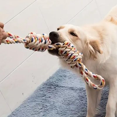 jouet-pour-chien-couleur-multicolore-jeux-interieur-avec-maitre