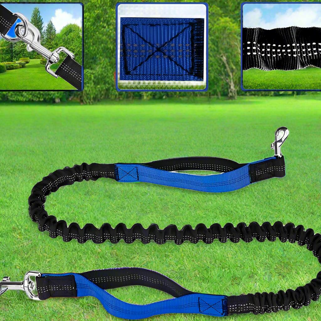 laisse chien noir bleu exterieur sortie 