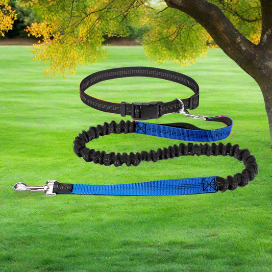 laisse chien noir bleu exterieur sortie