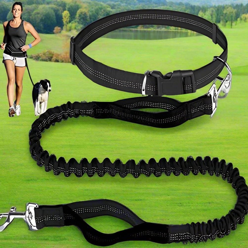 laisse chien noir dressage sortie promenade marche