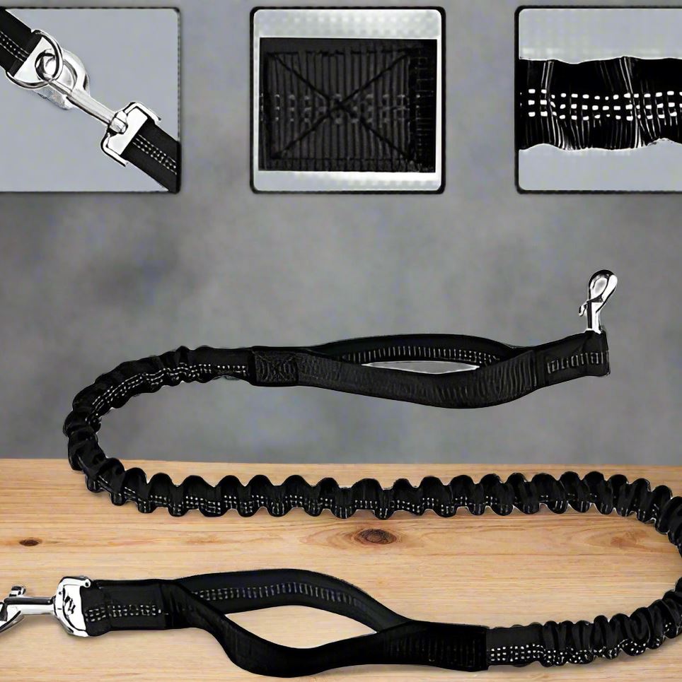 laisse chien noir dressage sortie promenade