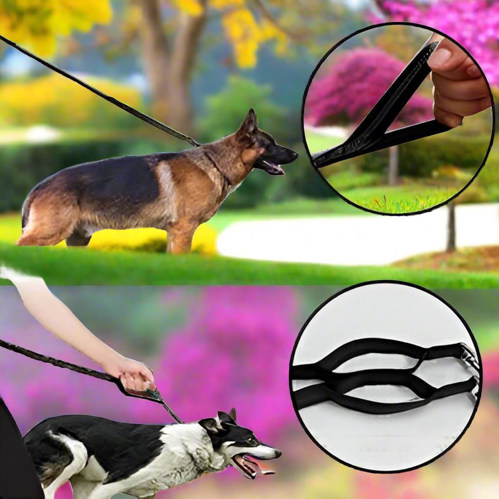 laisse chien noir dressage sortie