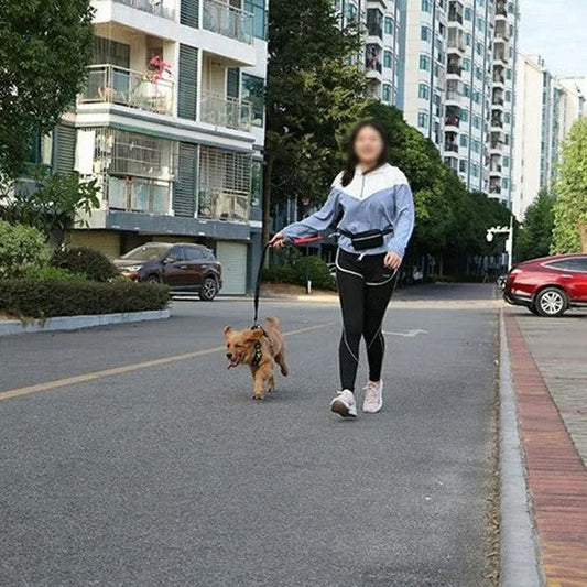 laisse chien noir rose promenade marche