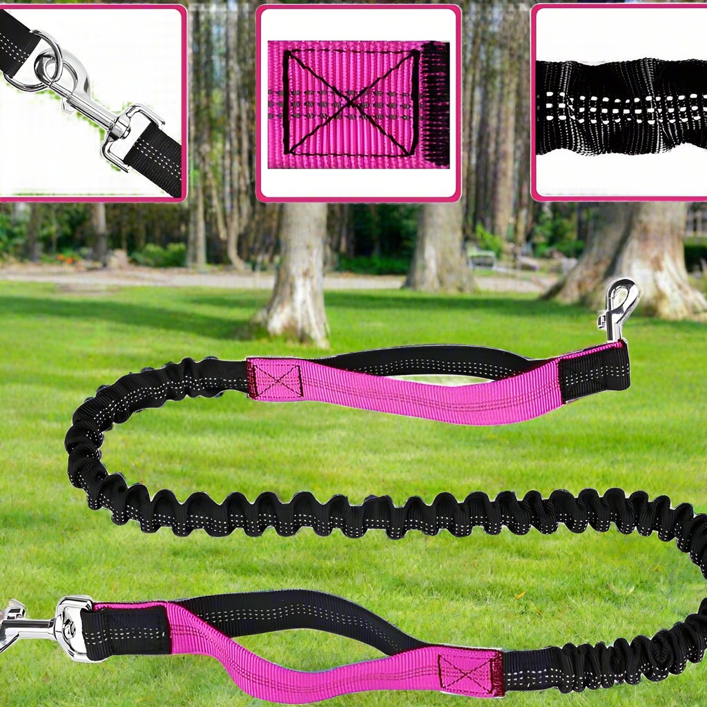 laisse chien noir rose promenade sortie marche