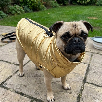 manteau chien couleur dorer sortie exterieur maison