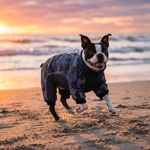 manteau pour chien petite race