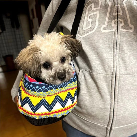 Sac de Transport Chien | Voyageur Confort