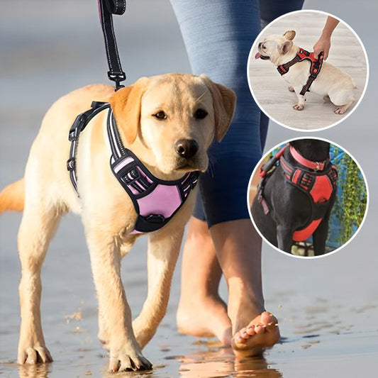 Harnais pour chien | Sécurité Confort