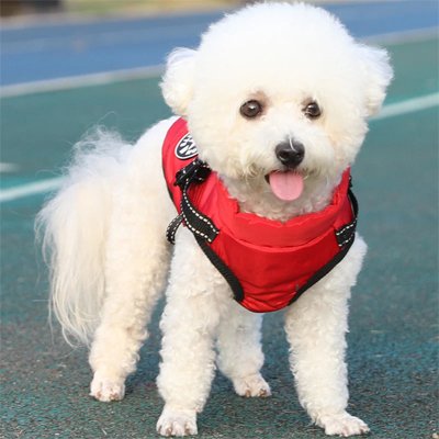 Manteau Chien | ImperCozy
