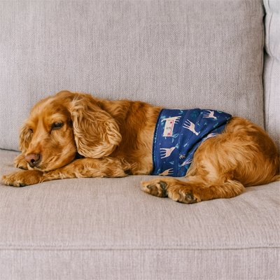 Couche pour chien | Ultra-absorbante