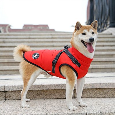 Manteau Chien | ImperCozy