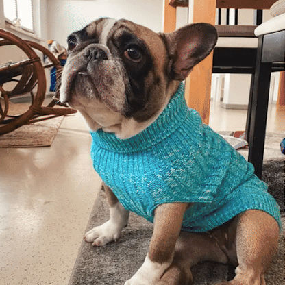 pull pour chien couleur gris beige bleue chaud sortie exterieur