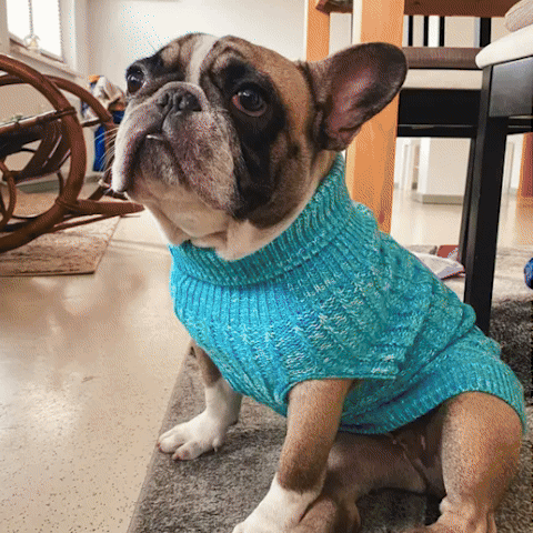 pull pour chien couleur gris beige bleue chaud sortie exterieur