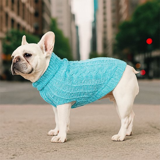 pull pour chien sortie hiver printemps automne bleue chaud promenade